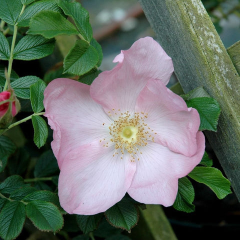 Pink single rose flower with yellow center and green serrated leaves