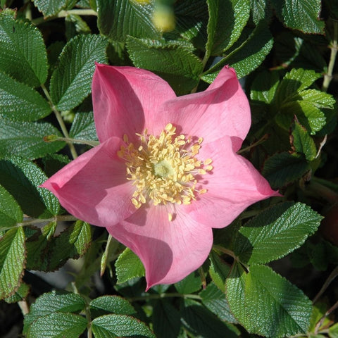 Pink-red rose flower with yellow stamens and surrounding green leaves