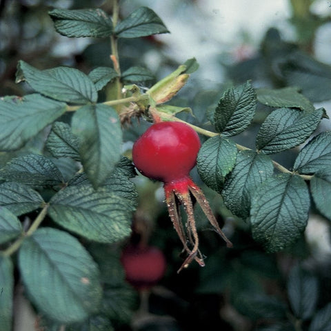 Red rose hips on green foliage with small stems