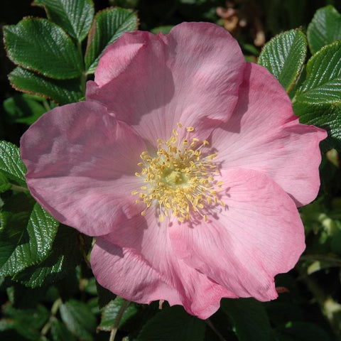 Light pink rose bloom with yellow stamens and deep green leaves