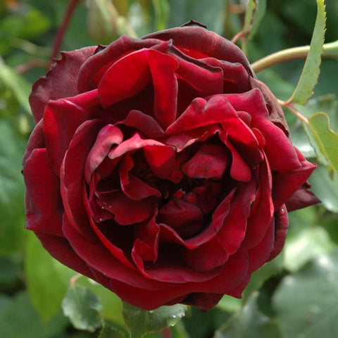 Red rose bloom with layered petals on green stems and leaves