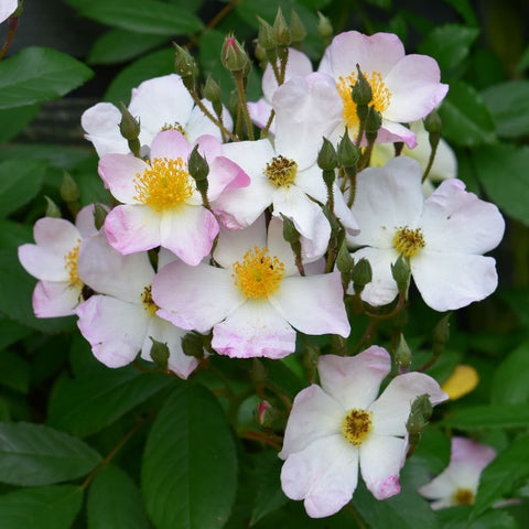 Soft pink and white rose-like flowers with yellow centers on green stems