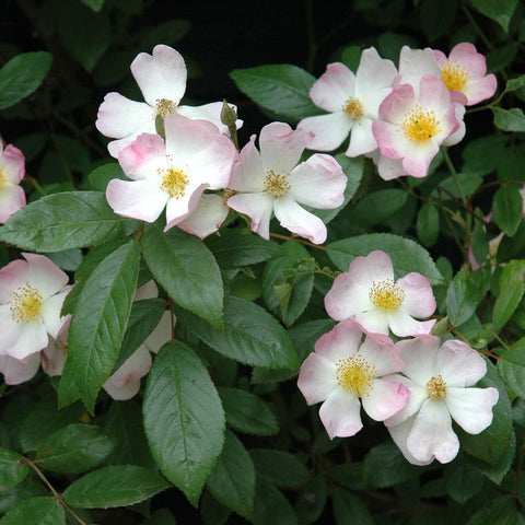 Light pink and white rose blooms with yellow centers and serrated green leaves