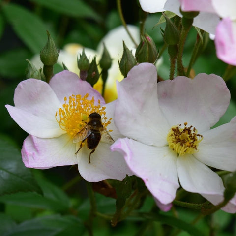 Close-up of pink-and-white rose flowers with yellow centers and a dark bee