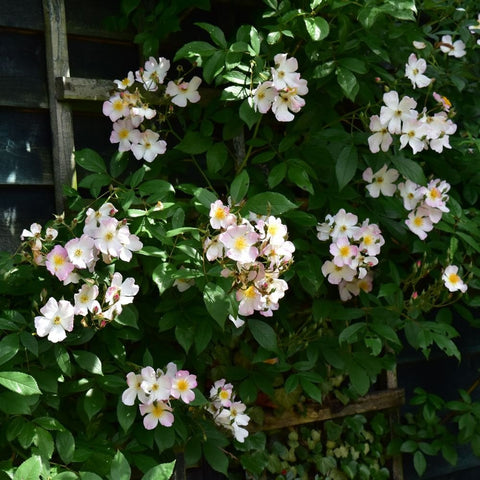 Clusters of white and pink rose flowers with lush green foliage