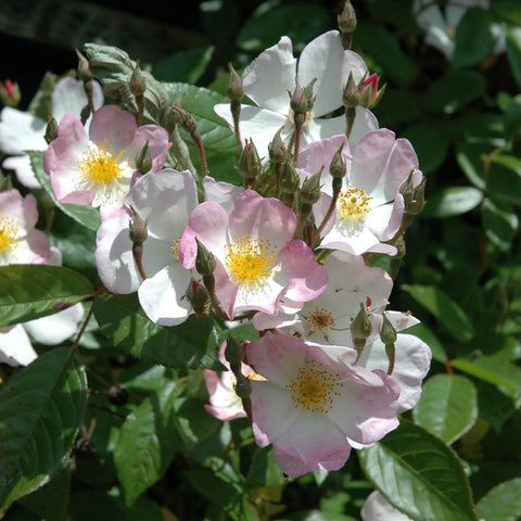 Pink and white rose blossoms with yellow centers and green buds