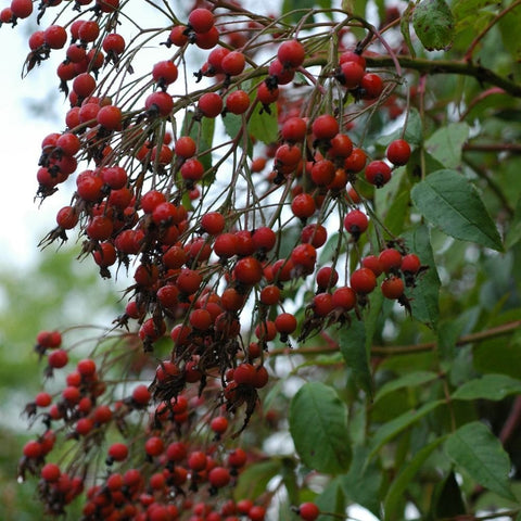 Hanging clusters of red berries on thin stems with green leaves