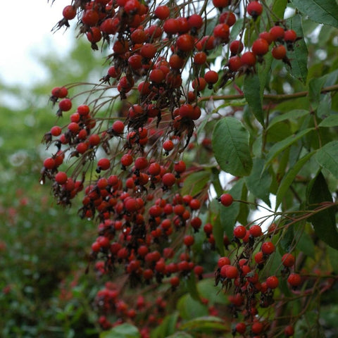 Dense hanging clusters of red berries with green leaves on branching stems