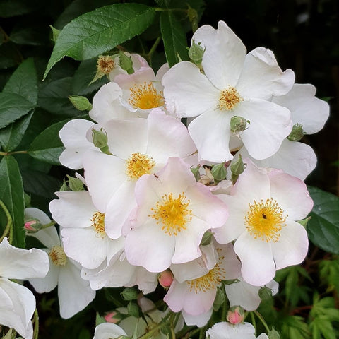 White rose blooms with pale pink blush and yellow centers over green leaves