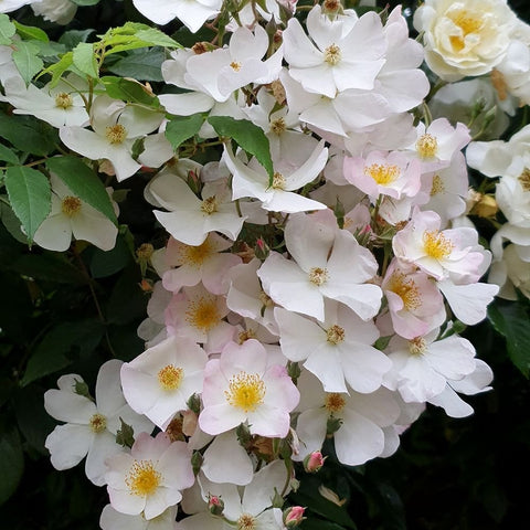 White rose flowers with yellow centers and pink-tinted petals on leafy stems