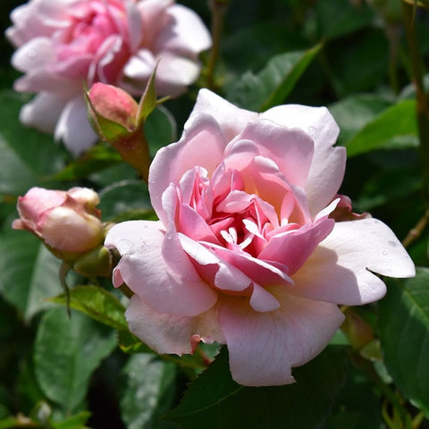 Pink and white rose bloom with layered petals and green buds on a bush