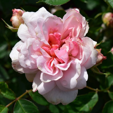 White rose bloom with pink center and layered petals, surrounded by green leaves