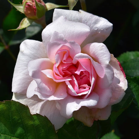 Light pink rose bloom with ruffled petals and green foliage in close view