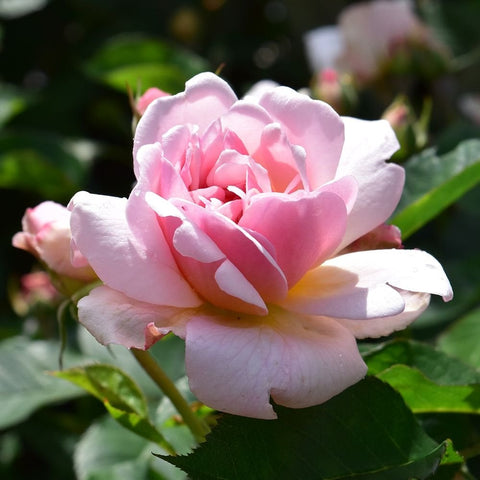 Pale pink and white rose blossom with open petals on green stems