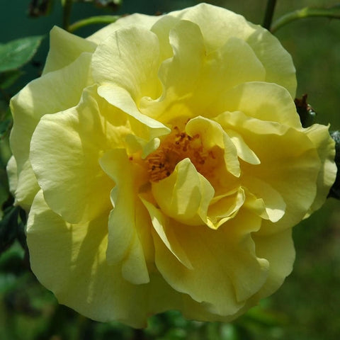 Light yellow rose flower with layered ruffled petals and orange-tinted center