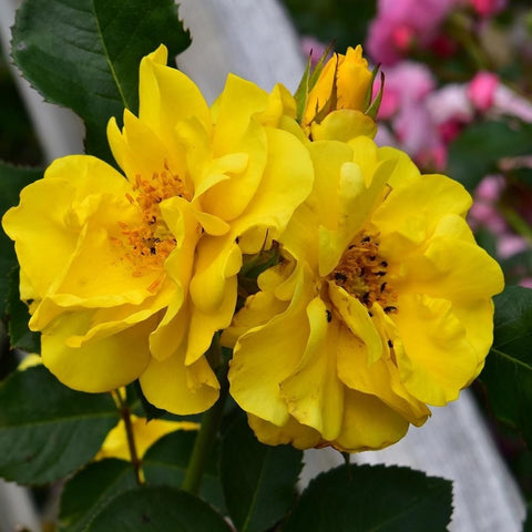 Bright yellow rose blossoms with ruffled petals and orange centers on green stems