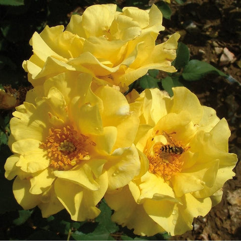 Yellow double rose blossoms with ruffled petals and visible stamens on stems