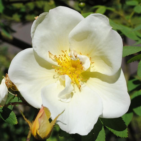 White-to-pale yellow rose flower with yellow center and green leaves