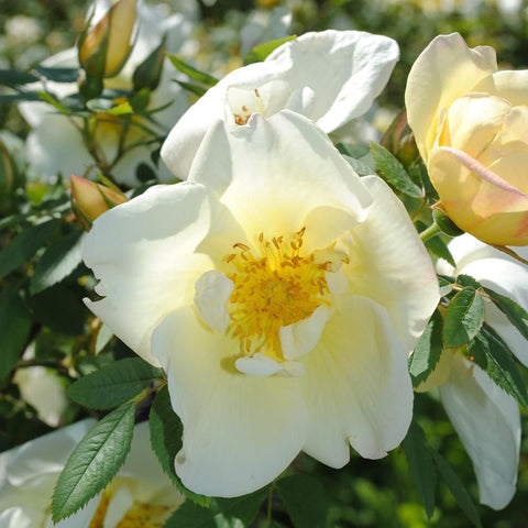 Pale yellow rose bloom with layered petals, yellow stamens, and green foliage