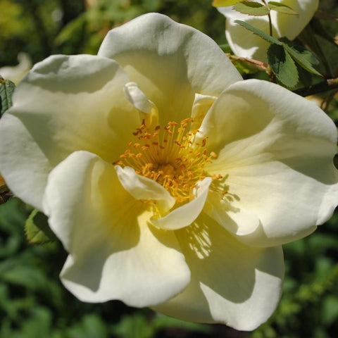 Large pale yellow rose blossom close-up with yellow stamens and green leaves