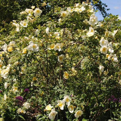 Rose plant with clusters of white blossoms and green leaves