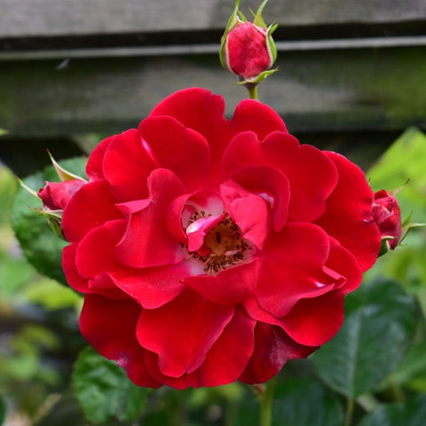 Red double rose bloom with surrounding green leaves and a bud
