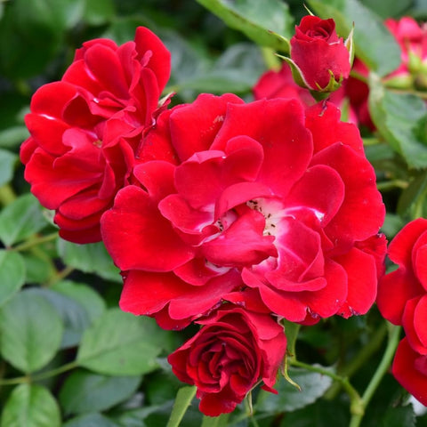 Cluster of bright red rose flowers and tight buds on green stems