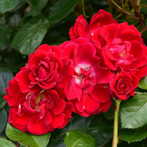 Spray of red roses in bloom with green leaves along stems