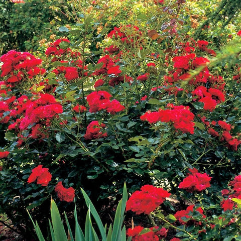 Dense red rose shrub with multiple blossoms and green foliage