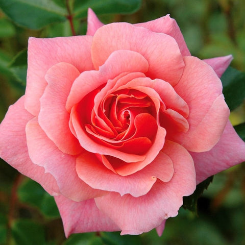 Pink double rose bloom with curled petals and red center, on green leaves