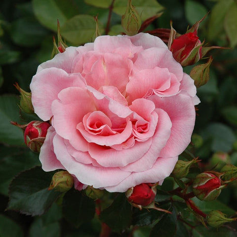 Light pink double rose bloom with ruffled petals and buds, on green leaves
