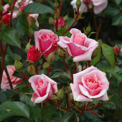 Cluster of light pink roses and red buds with green leaves on stems