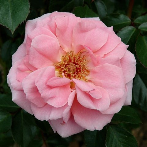 Soft pink rose with golden-yellow stamens at center, surrounded by leaves