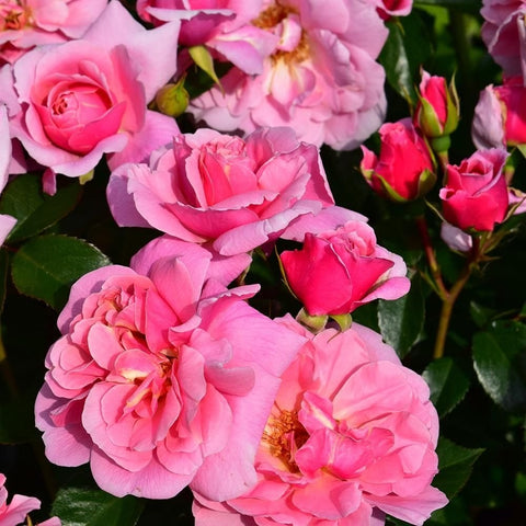 Group of pink rose blossoms and red buds with green leaves