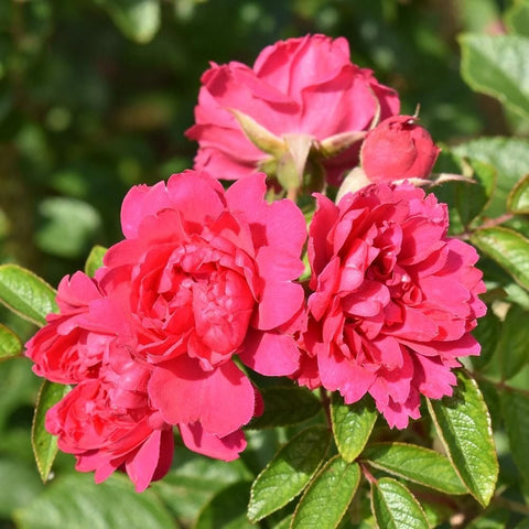 F. J. Grootendorst bare-root rose with bright pink double blossoms and green leaves