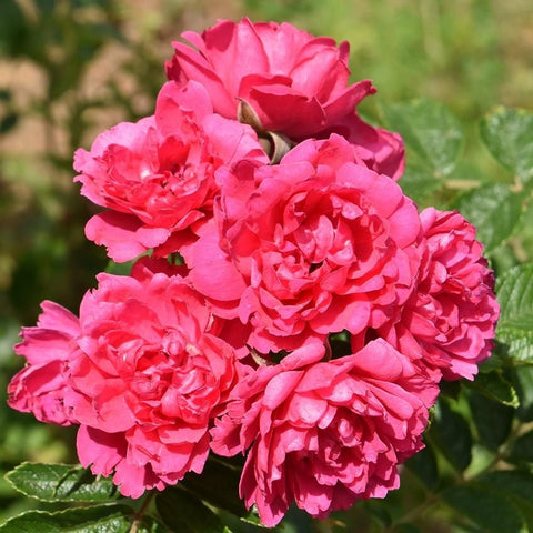 F. J. Grootendorst rose branch with bright pink double flowers, buds, and green foliage