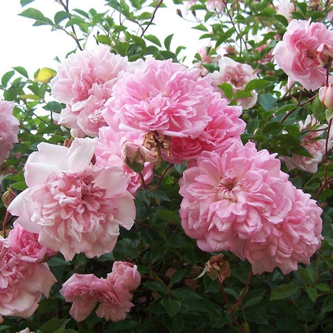 Pink double rose blooms with green leaves on a shrub