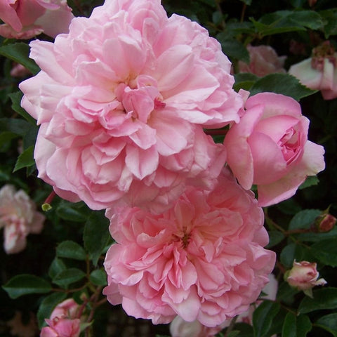 Large pale pink double rose flower cluster with green leaves