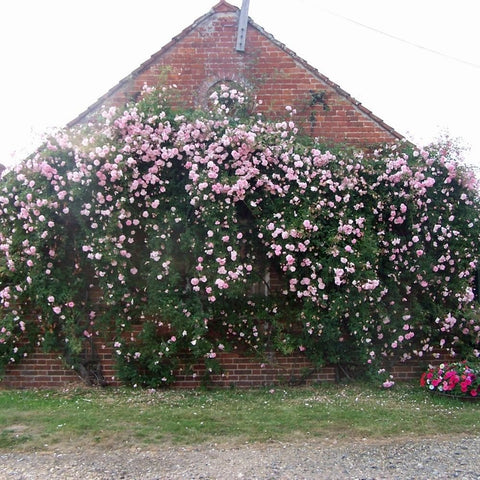 Pink rose shrub with many small blossoms and green foliage