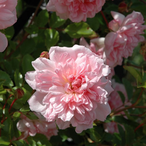 Single pale pink double rose blossom with green leaves