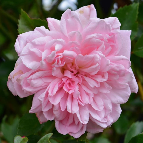 Soft pink double rose flower close-up with layered petals