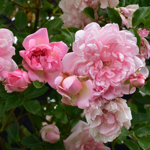 Pink and pale pink rose blossoms with green leaves on stems