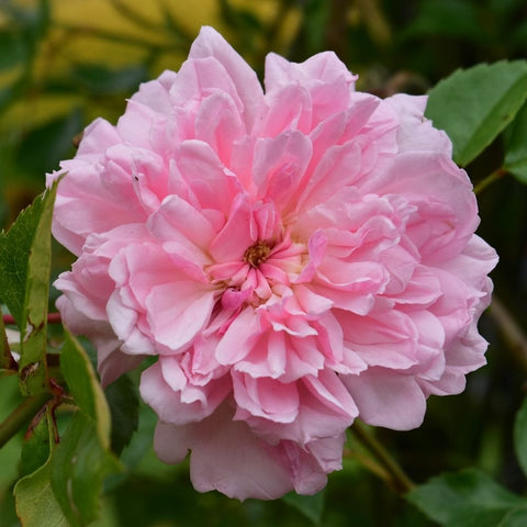 Light pink double rose bloom with pink center and green leaves