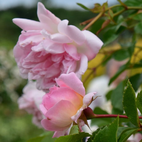 Pink rose blossoms and buds on green stems with leaves