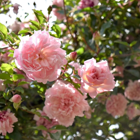 Pink rose flowers and buds on leafy branches