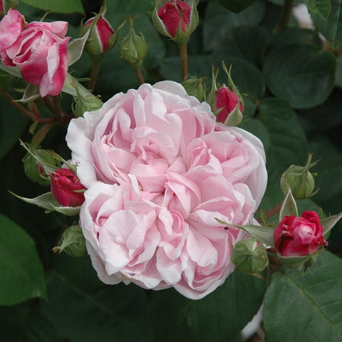 Light pink double rose bloom with buds and green leaves