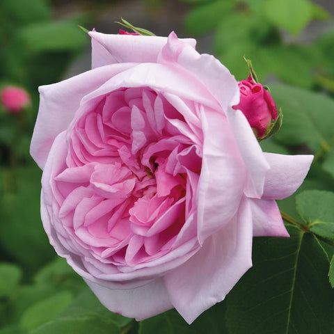 Pink rose bloom with layered petals and green leaves