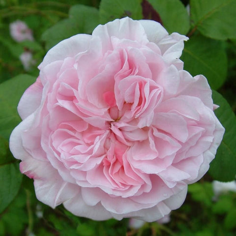 Soft pink rose flower with ruffled layered petals