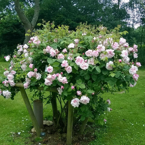 Pink rose shrub with many blooms and green leaves
