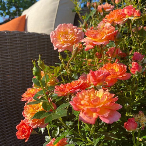 Orange and pink rose plant with green leaves in a woven pot